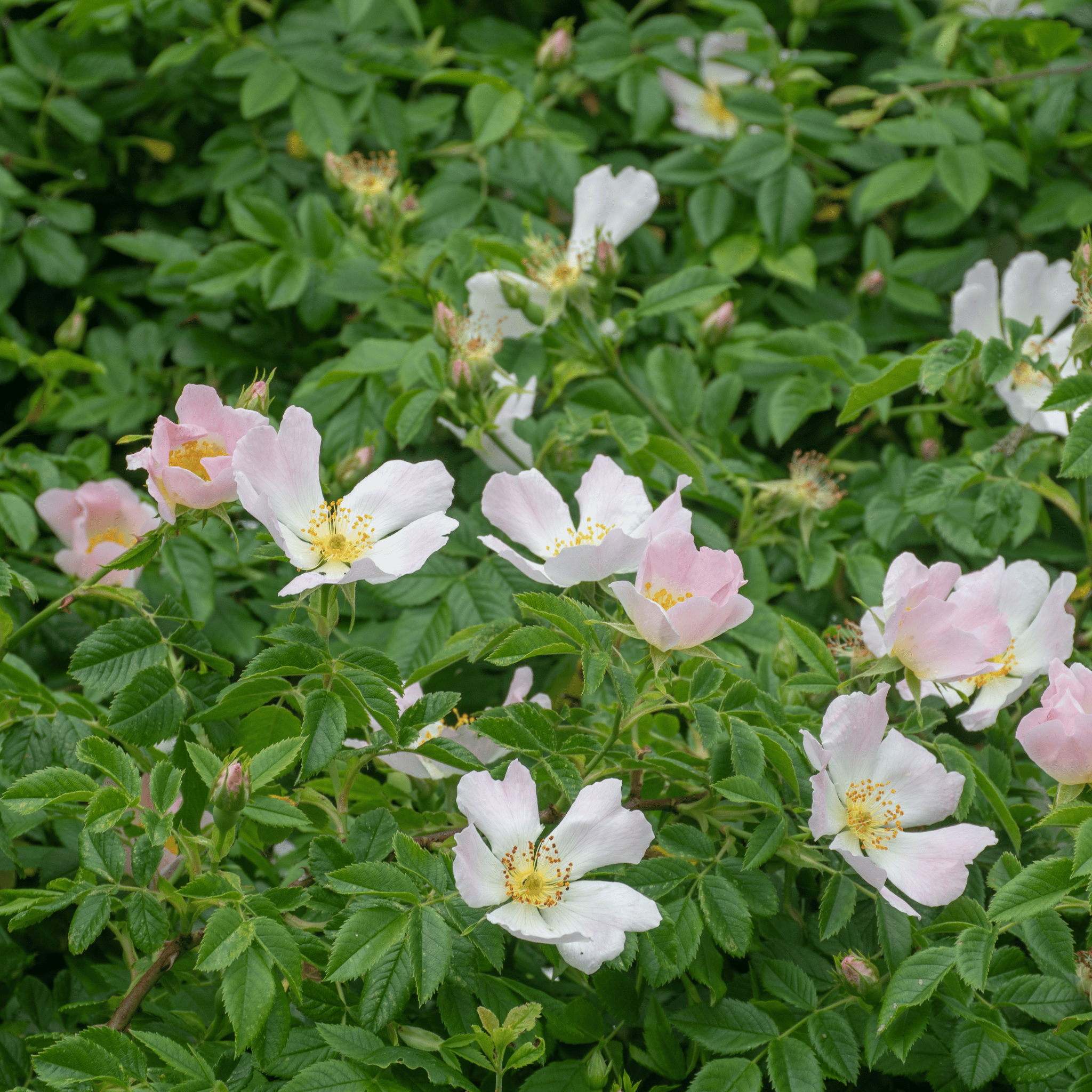 Dog Rose (Rosa canina) flower detail