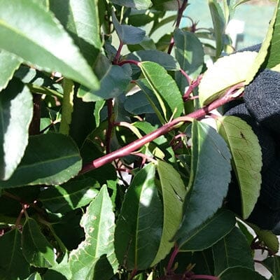Prunus lusitanica (Portuguese laurel) 90-120cm rootball hedging plant.