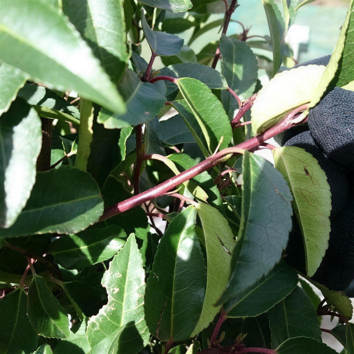 Prunus lusitanica (Portuguese laurel) 175–200cm rootball evergreen hedge plant.