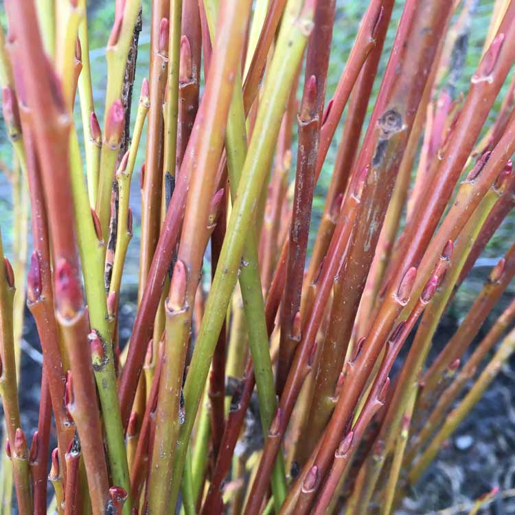 Salix alba 'Chermesina' (red stemmed willow) 40/60cm bare root.