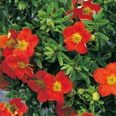 Potentilla fruticosa 'Red Ace' pot grown flowering shrub.