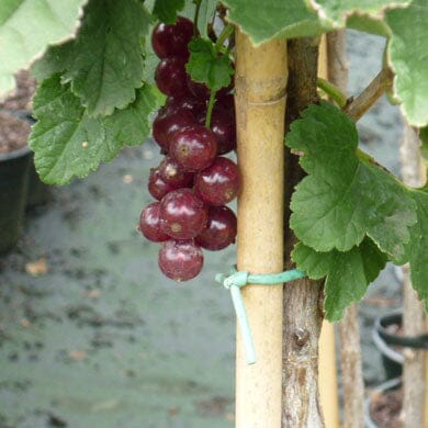 Ribes rubrum 'Junifer' 3L pot grown fruit bush.