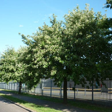 Sorbus aria (Whitebeam) 5-6ft bare root tree.