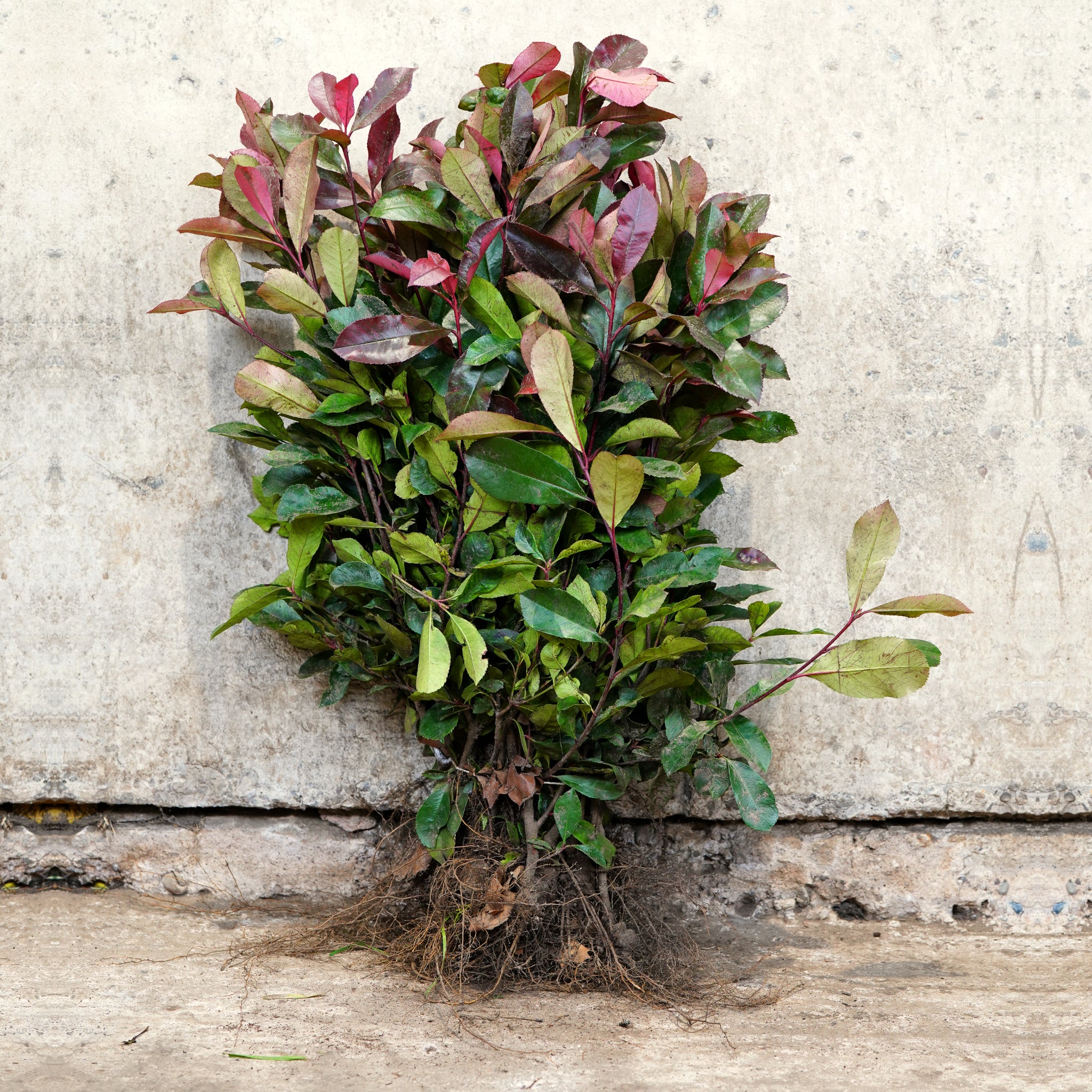 Photinia Red Robin 40-60cm bare root