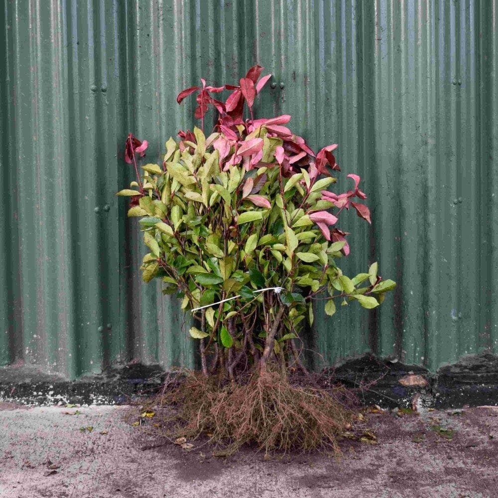 Photinia x fraseri 'Red Robin' (Photinia Red Robin) 40/60cm bare root.