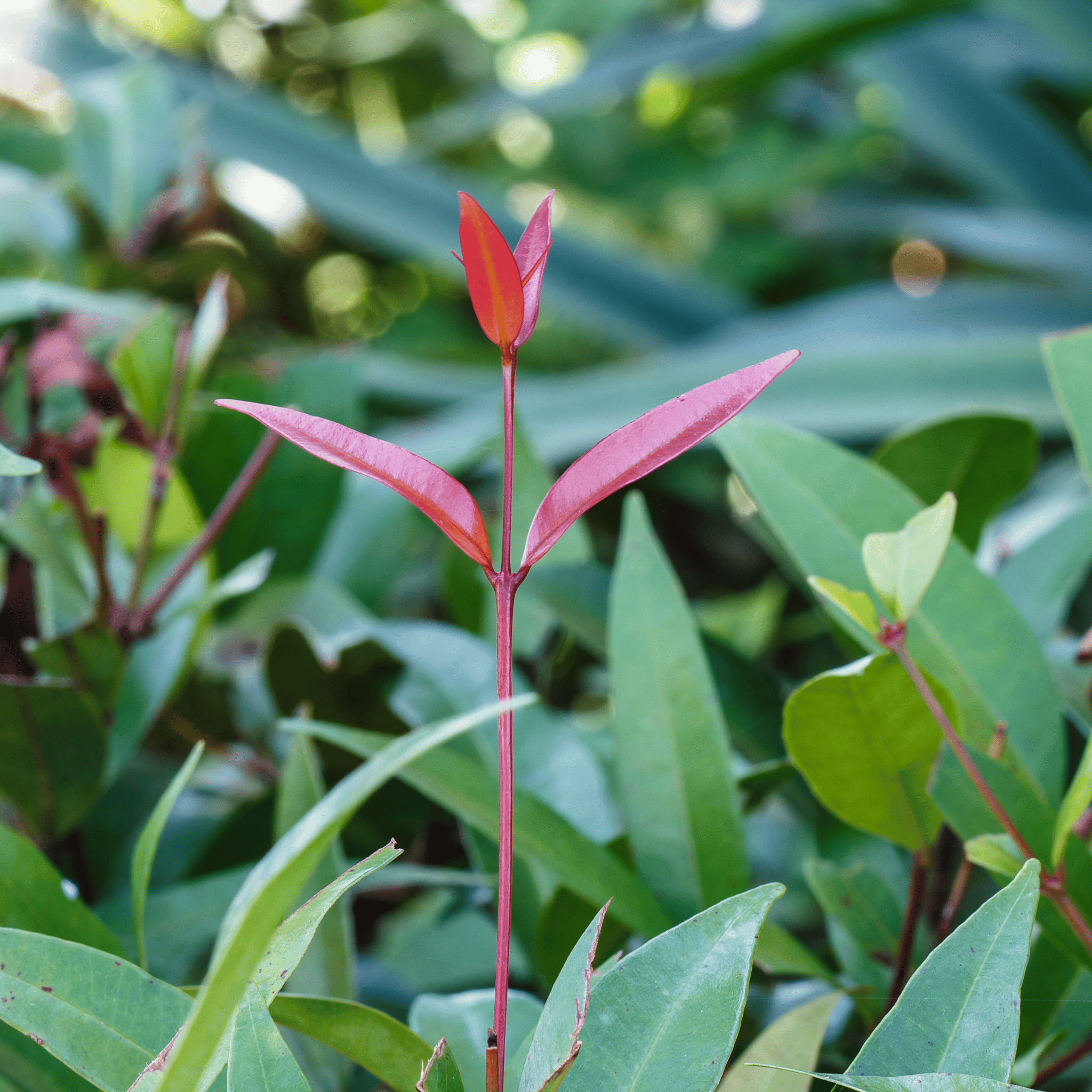 Photinia Red Robin foliage detail