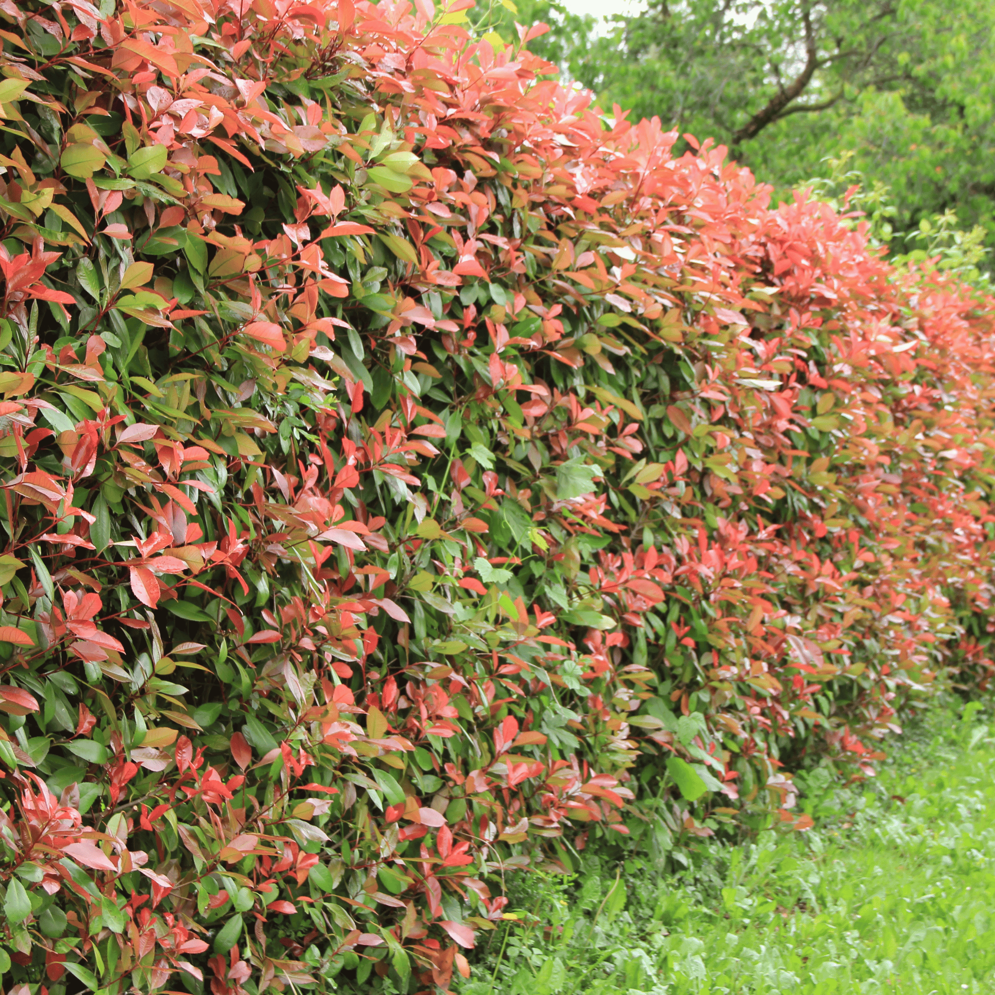 Photinia Red Robin foliage detail