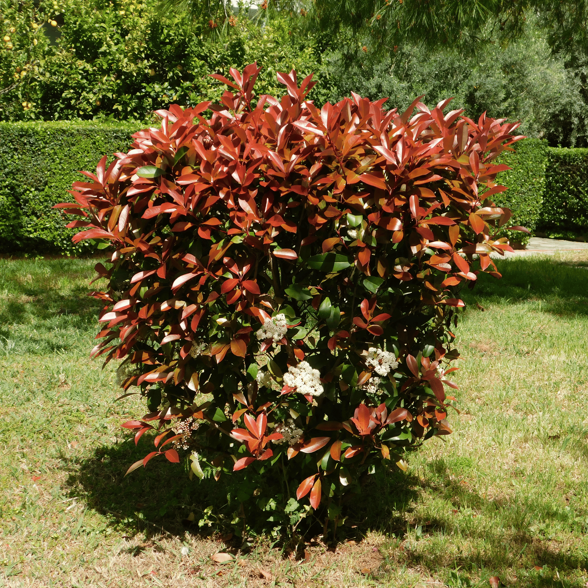 Photinia Red Robin foliage detail