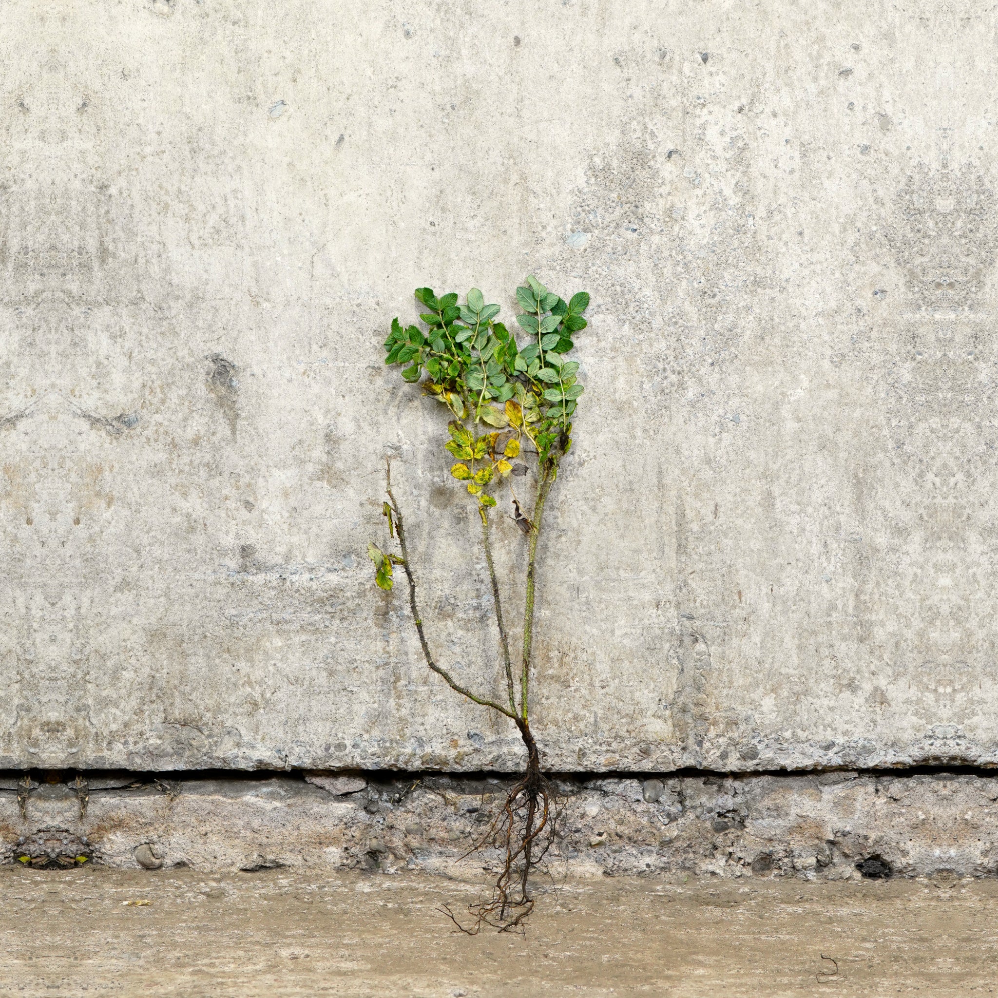 Rosa rugosa Alba white bare root rose 40-60cm
