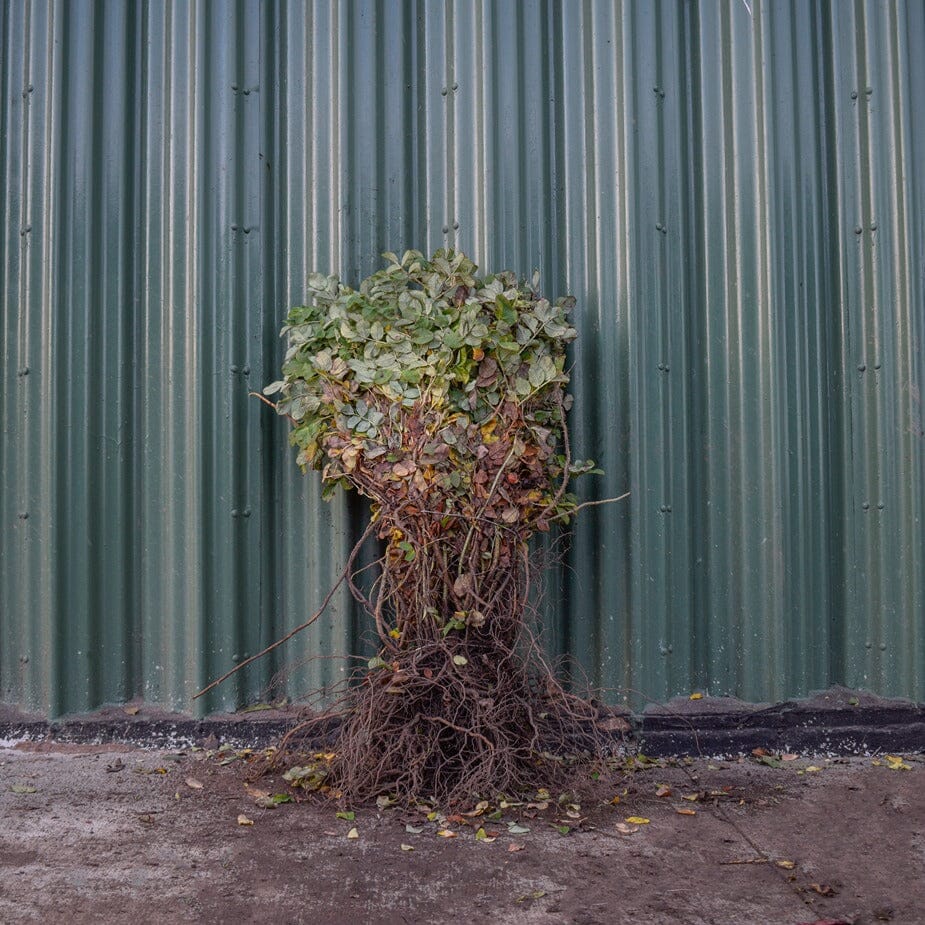 Rosa rugosa 'Alba' (white rose) 40-60cm bare root hedging plant.