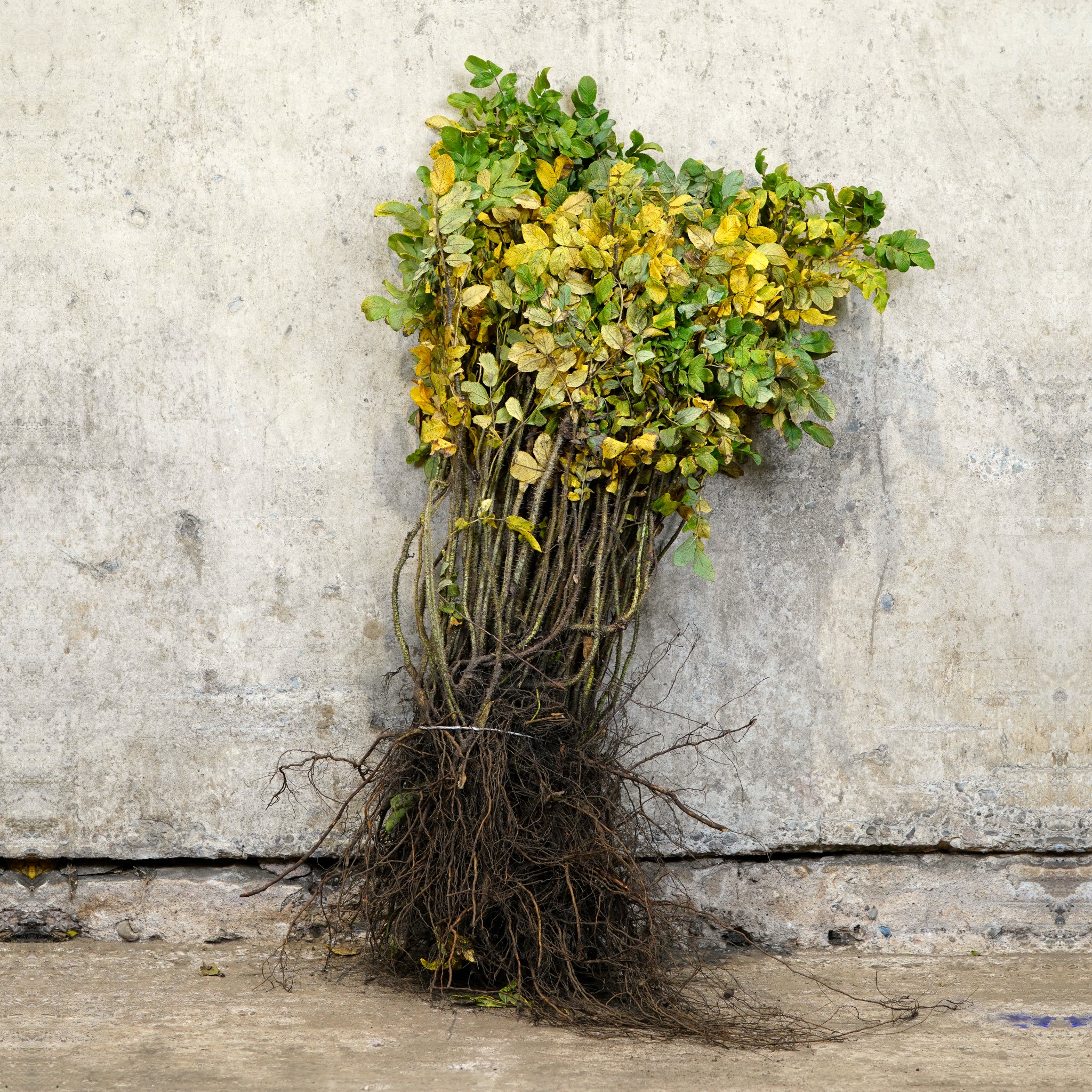 Rosa rugosa bare root 40-60cm coastal hedge