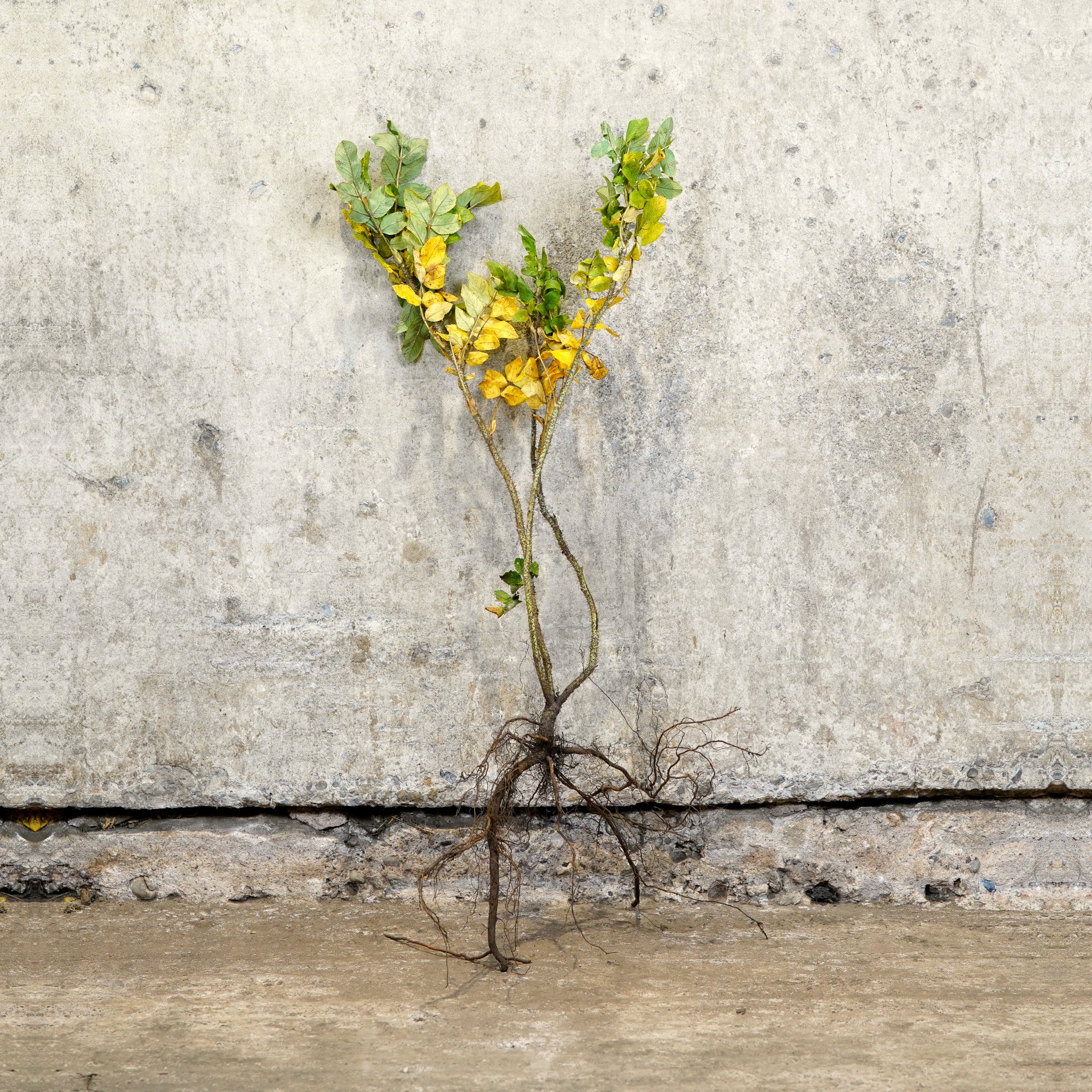 Rosa rugosa bare root 40-60cm coastal hedge
