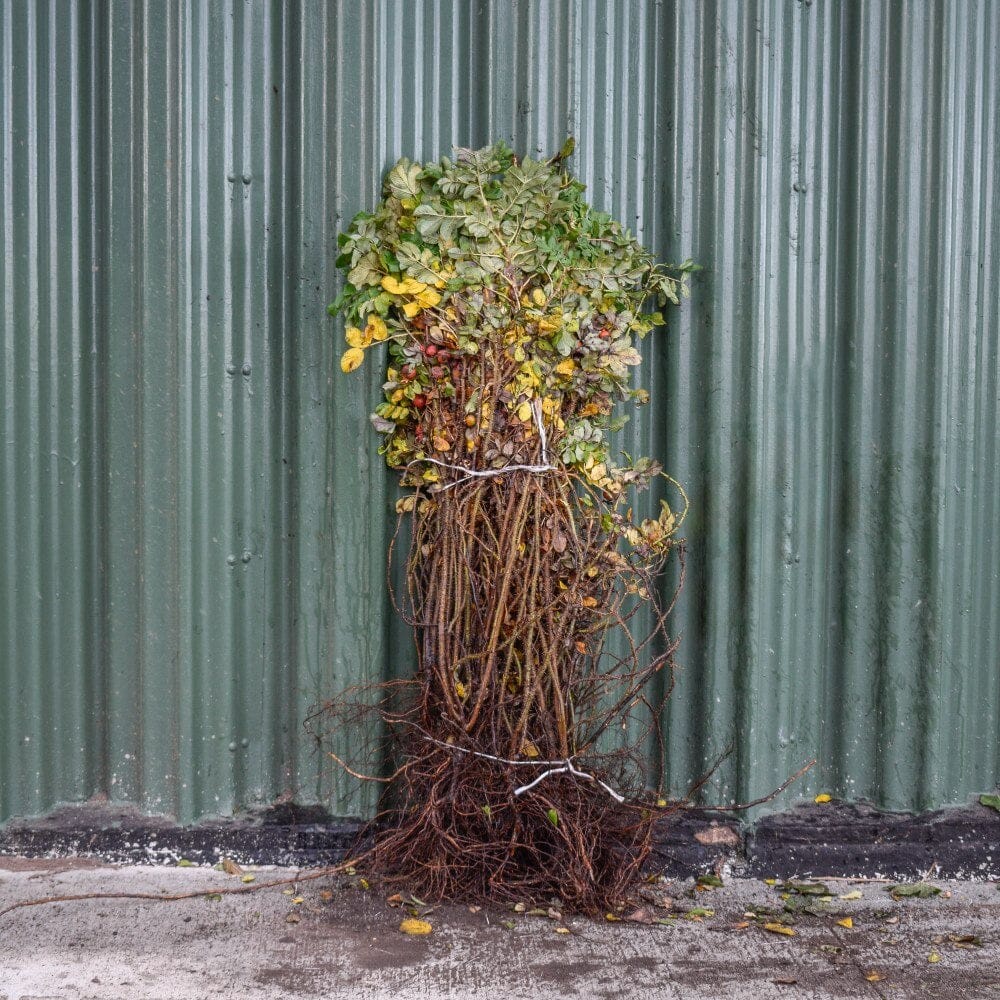 Rosa rugosa 'Ramanus Rose' 40-60cm bare root hedge bush.