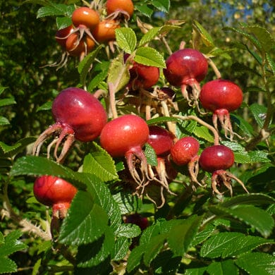 Rosa rugosa (Ramanus Rose) 40-60cm bare root plant.