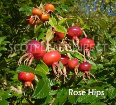 Rosa rugosa 'Alba' (White) 40-60cm bare root hedging plant.