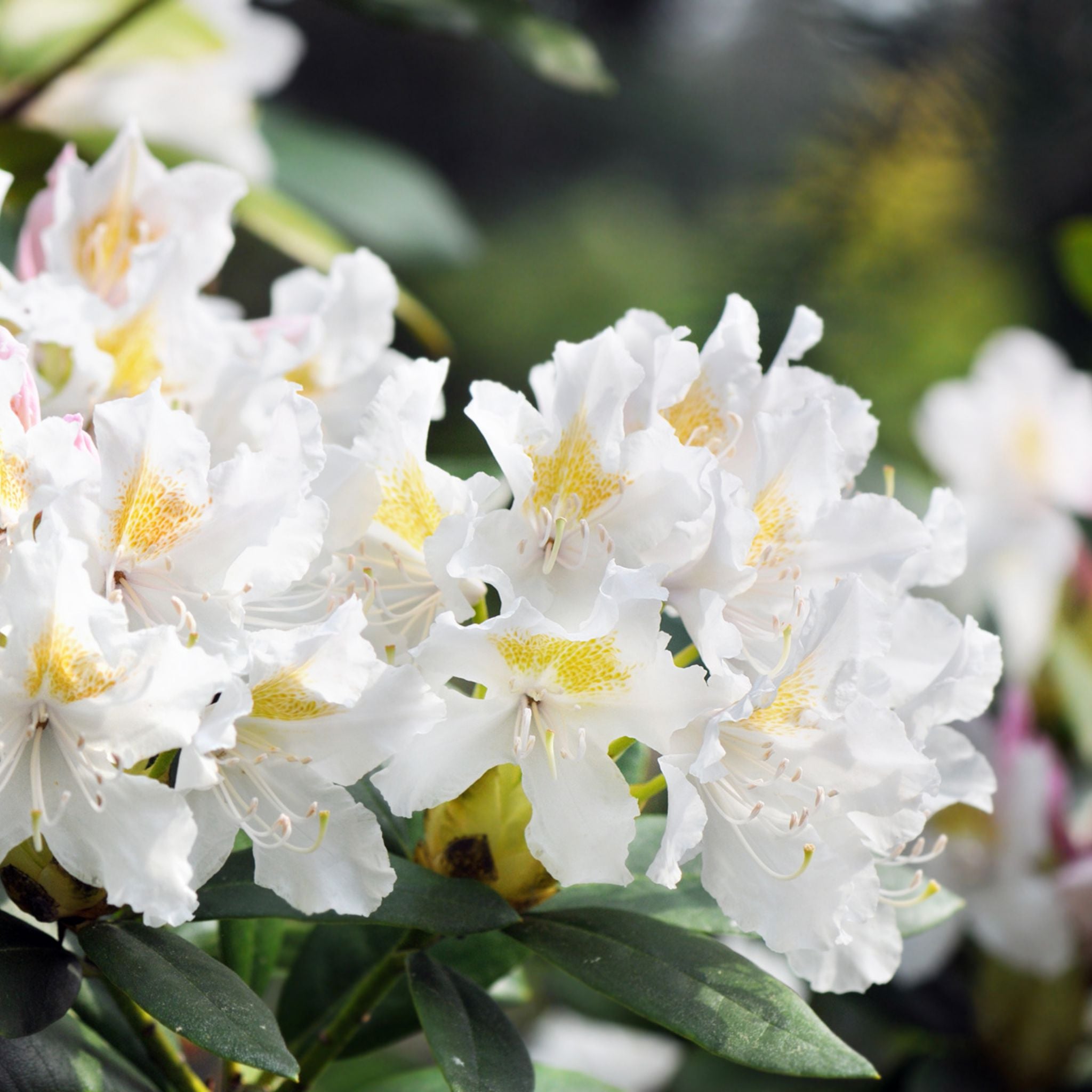 Rhododendron 'Whitethroat'