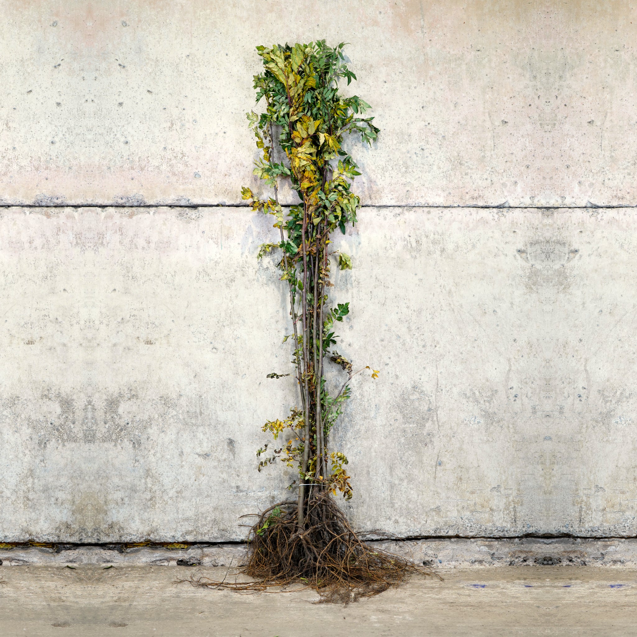 Rowan bare root tree 150-175cm