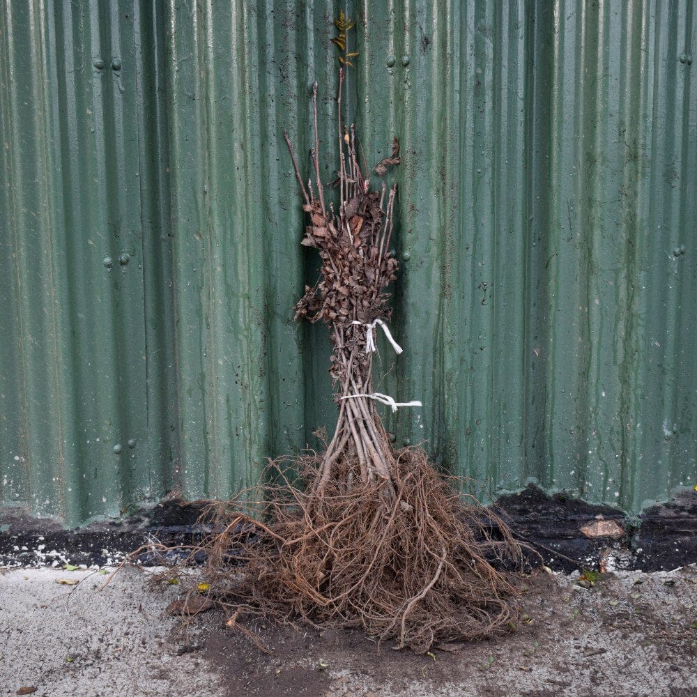 Sorbus aucuparia (Rowan/Mountain Ash) 40/60cm bare root saplings.