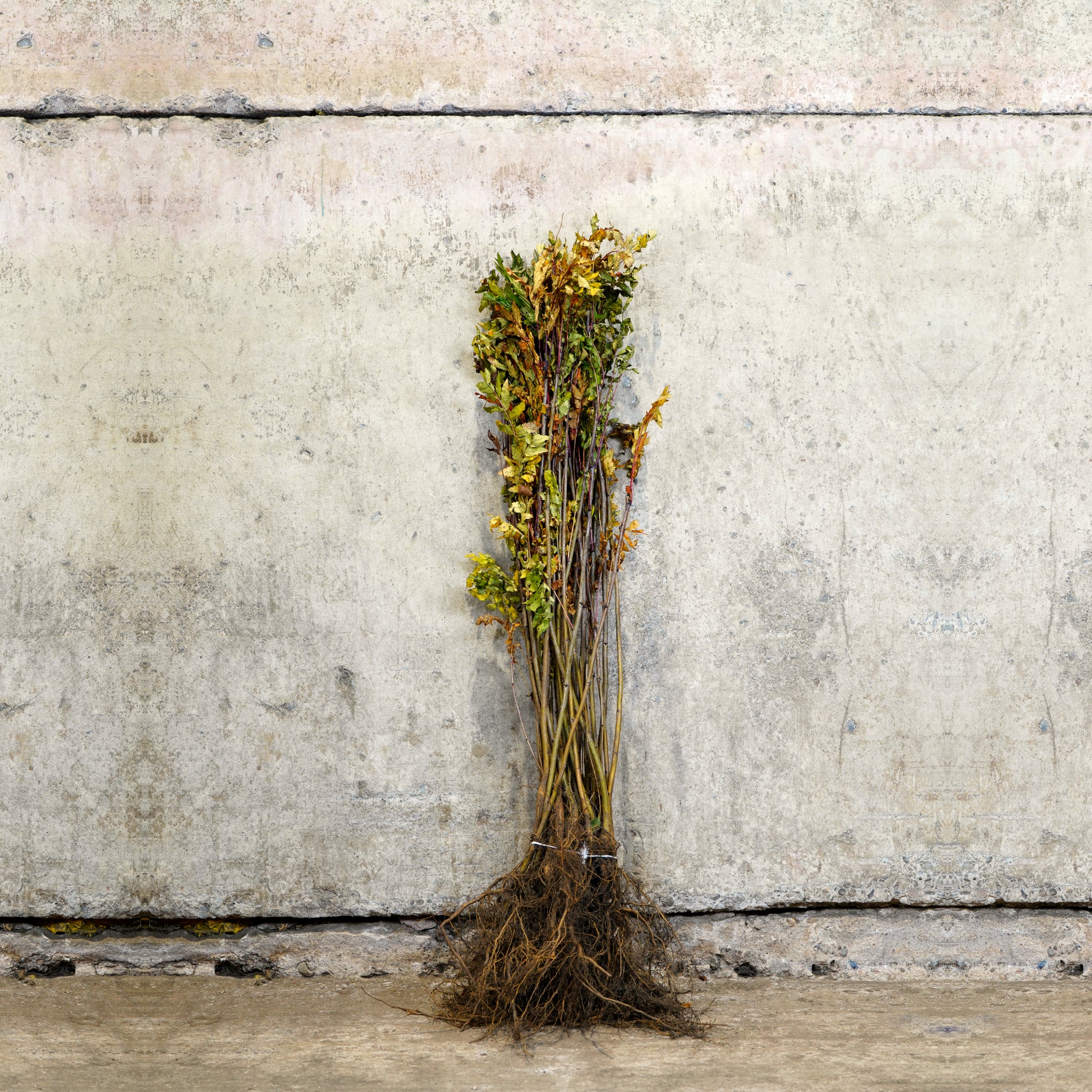 Rowan Mountain Ash 60-80cm bare root