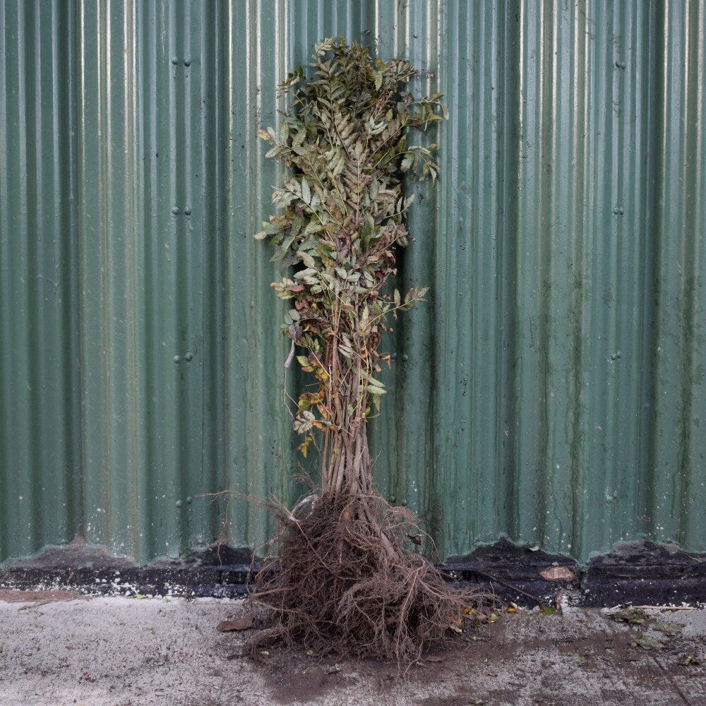 Sorbus aucuparia (Rowan/Mountain Ash) 60/80cm bare root.