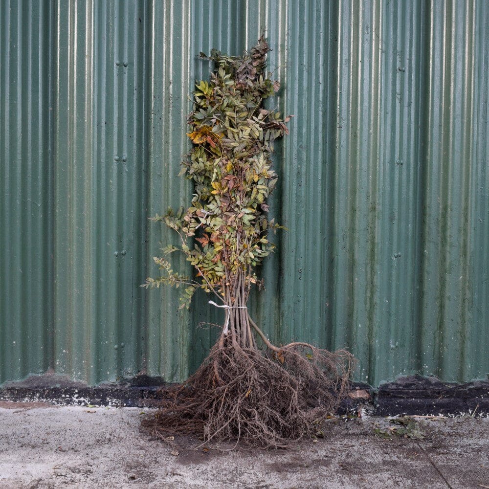 Sorbus aucuparia (Rowan/Mountain Ash) 80/100cm bare root plants.
