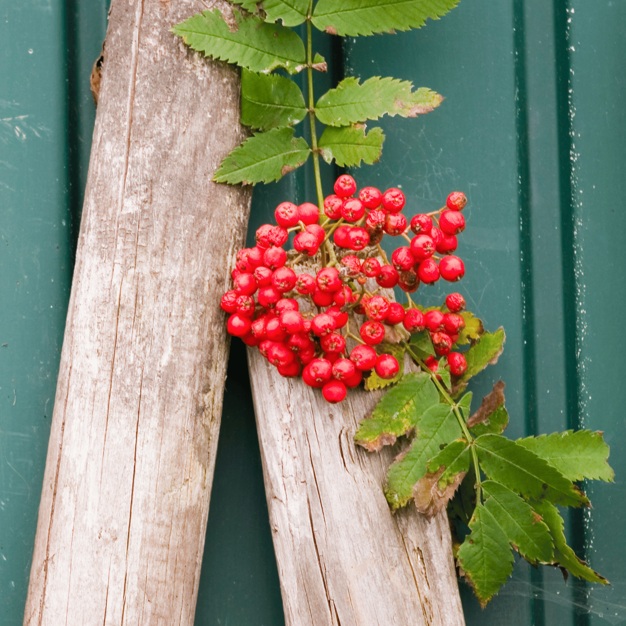 Rowan (Sorbus aucuparia) detail
