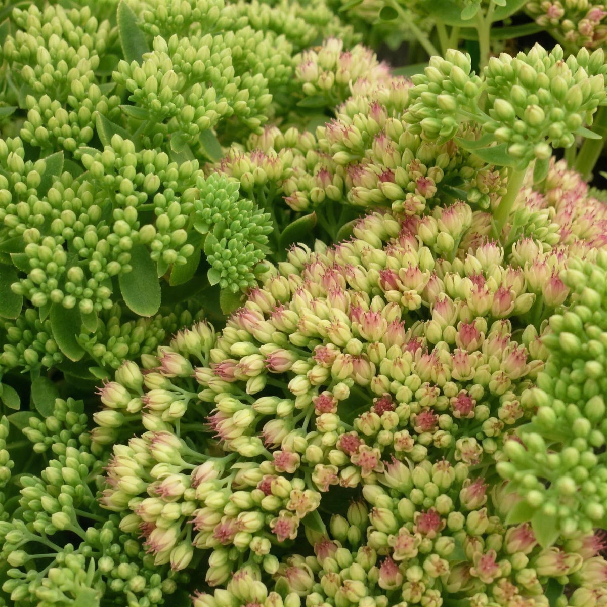 Sedum telephium 'Autumn Joy' pot grown perennial. – photo 2