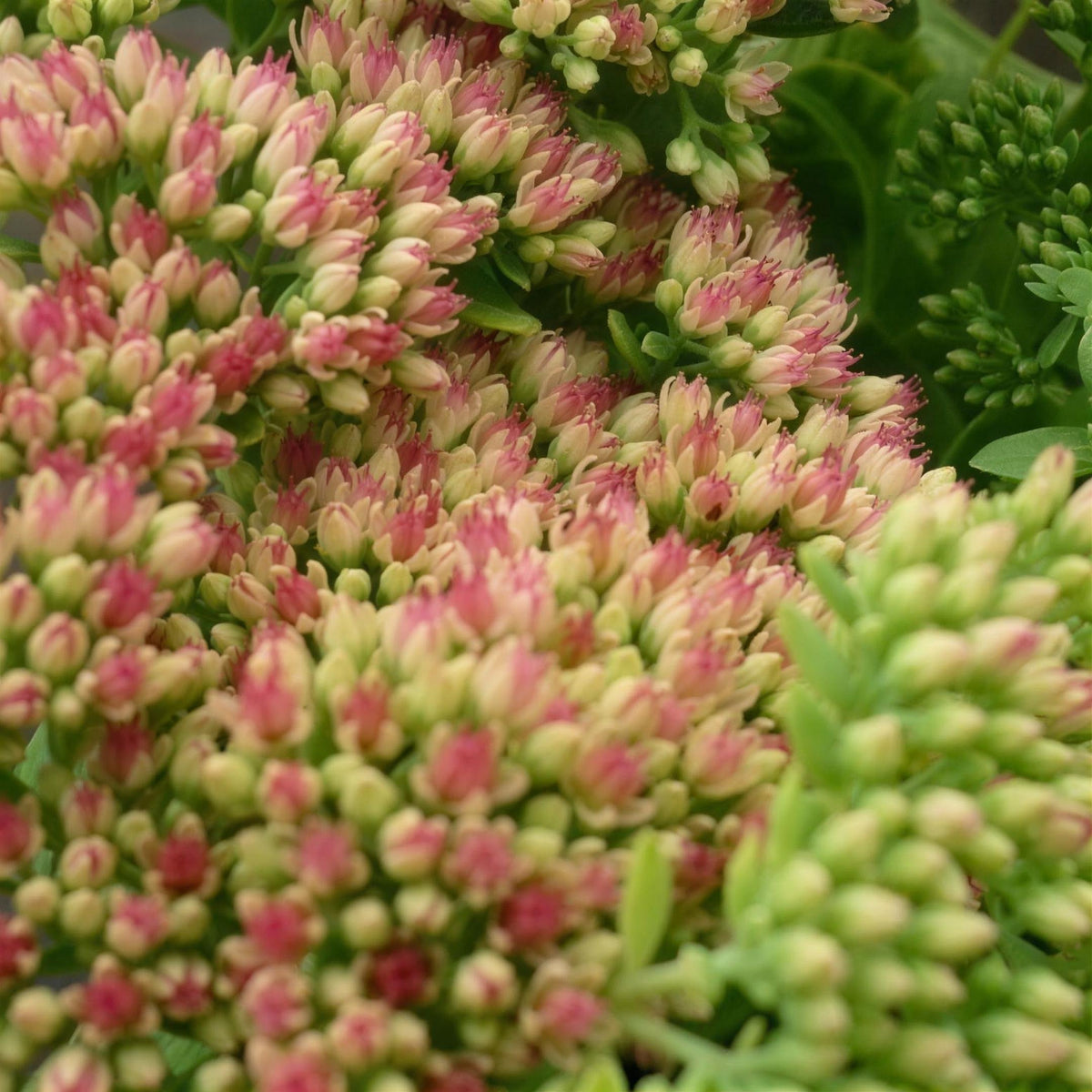 Sedum telephium 'Autumn Joy' pot grown perennial.