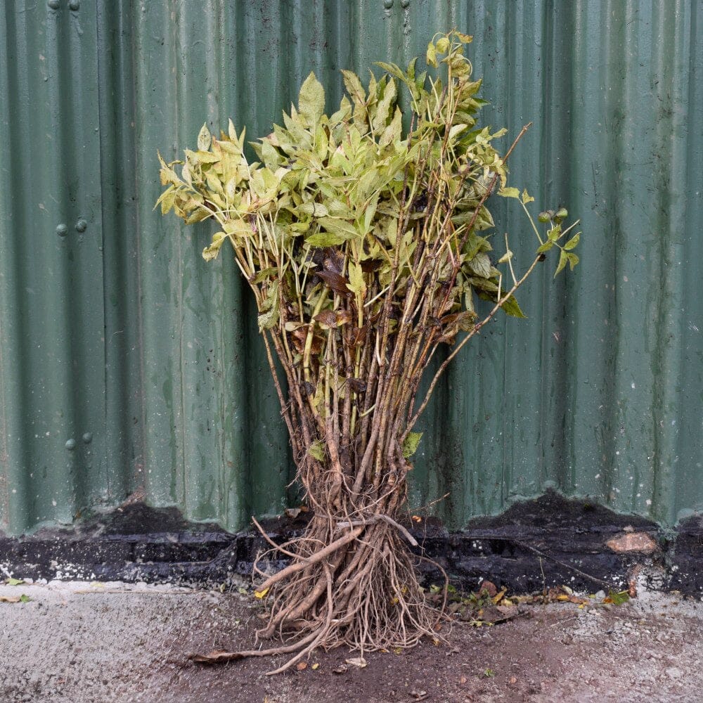 Sambucus nigra (elder) 40/60cm bare root.