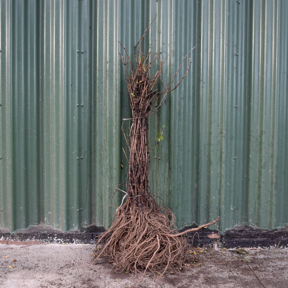 Sambucus nigra (Elder) 60/80cm bare root hedging plant.