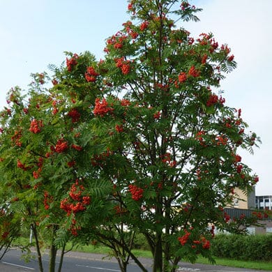 Sorbus aucuparia (Rowan) pot grown tree.