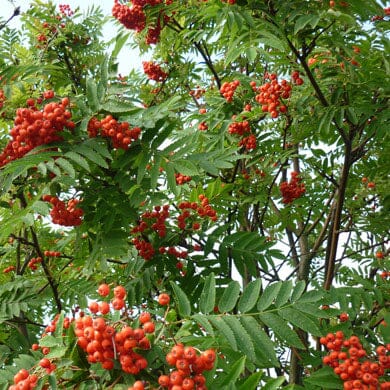 Sorbus aucuparia (Rowan) pot grown tree.