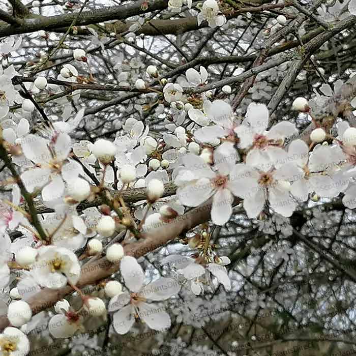 Prunus spinosa (Blackthorn) 40-60cm bare root hedging plant.