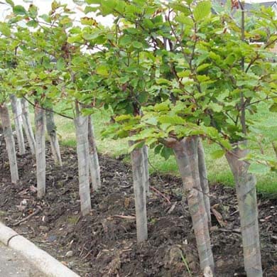 Tree protector guard 60cm for young sapling protection, box of 250.