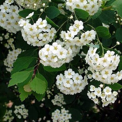 Spiraea x vanhouttei (Bridal Wreath) 3L pot grown deciduous shrub.