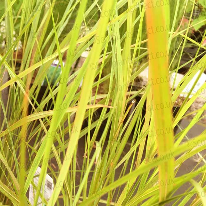 Stipa arundinacea (ornamental grass) pot grown perennial plant.