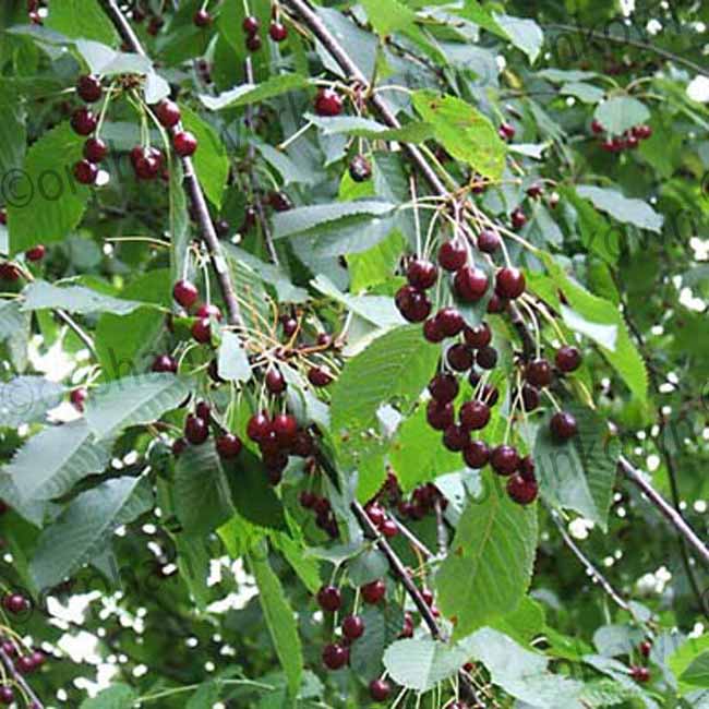 Prunus avium 'Sunburst' (self-fertile cherry) pot grown fruit tree.