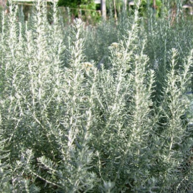 Ozothamnus 'Sussex Silver' pot grown evergreen shrub.