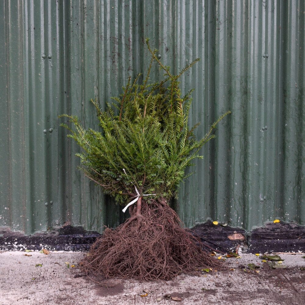 Taxus baccata (English Yew) 20–40cm bare root hedge plant.