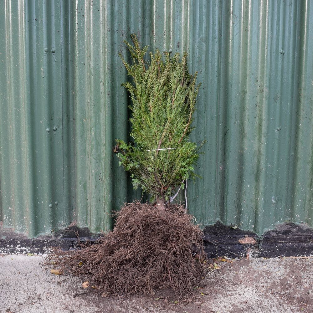 Taxus baccata (English Yew) bare root 40-60cm hedging plant.