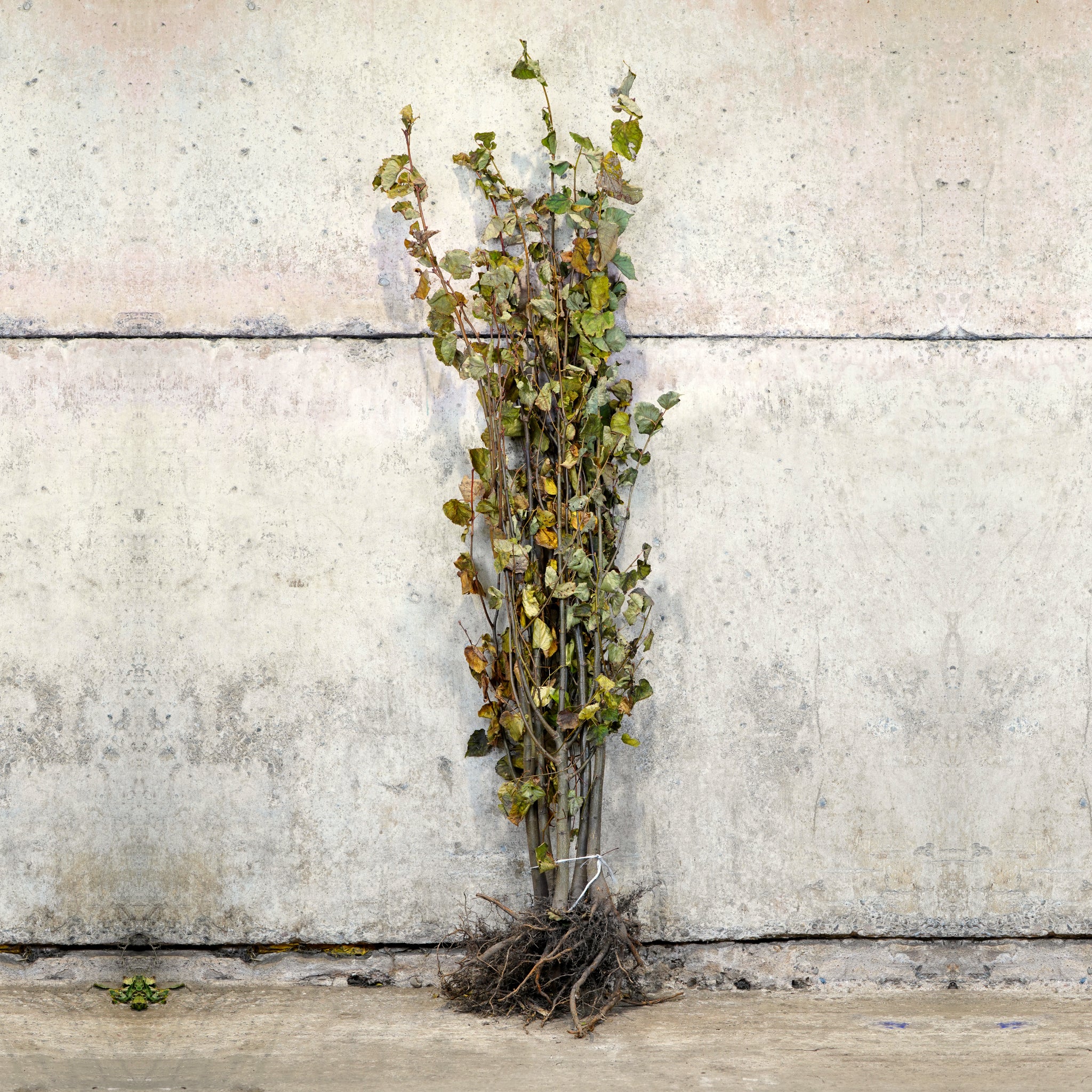 Tilia cordata bare root lime tree 150-175cm