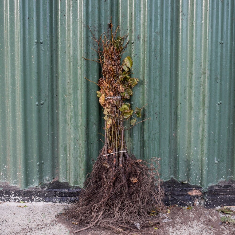 Tilia cordata (Small-Leaved Lime) 40-60cm bare root trees.