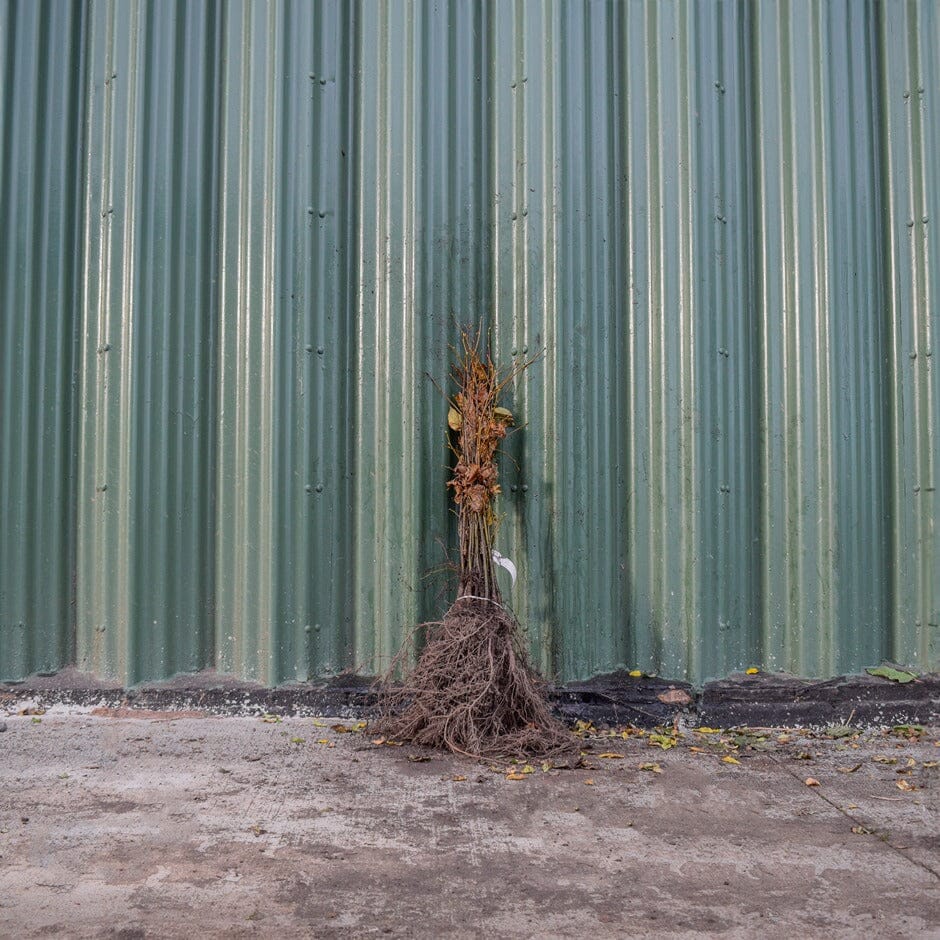 Tilia cordata (Small-Leaved Lime) 60-80cm bare root trees.