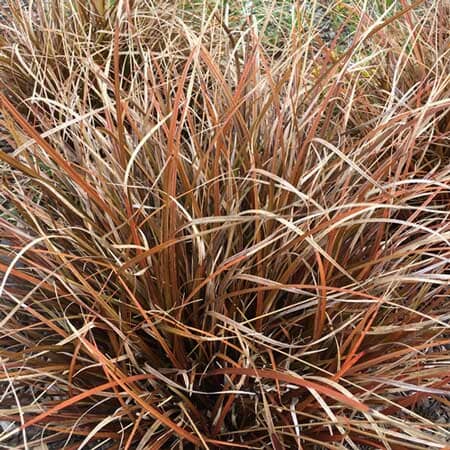 Uncinia rubra 'Red Hook Sedge' pot grown ornamental grass.