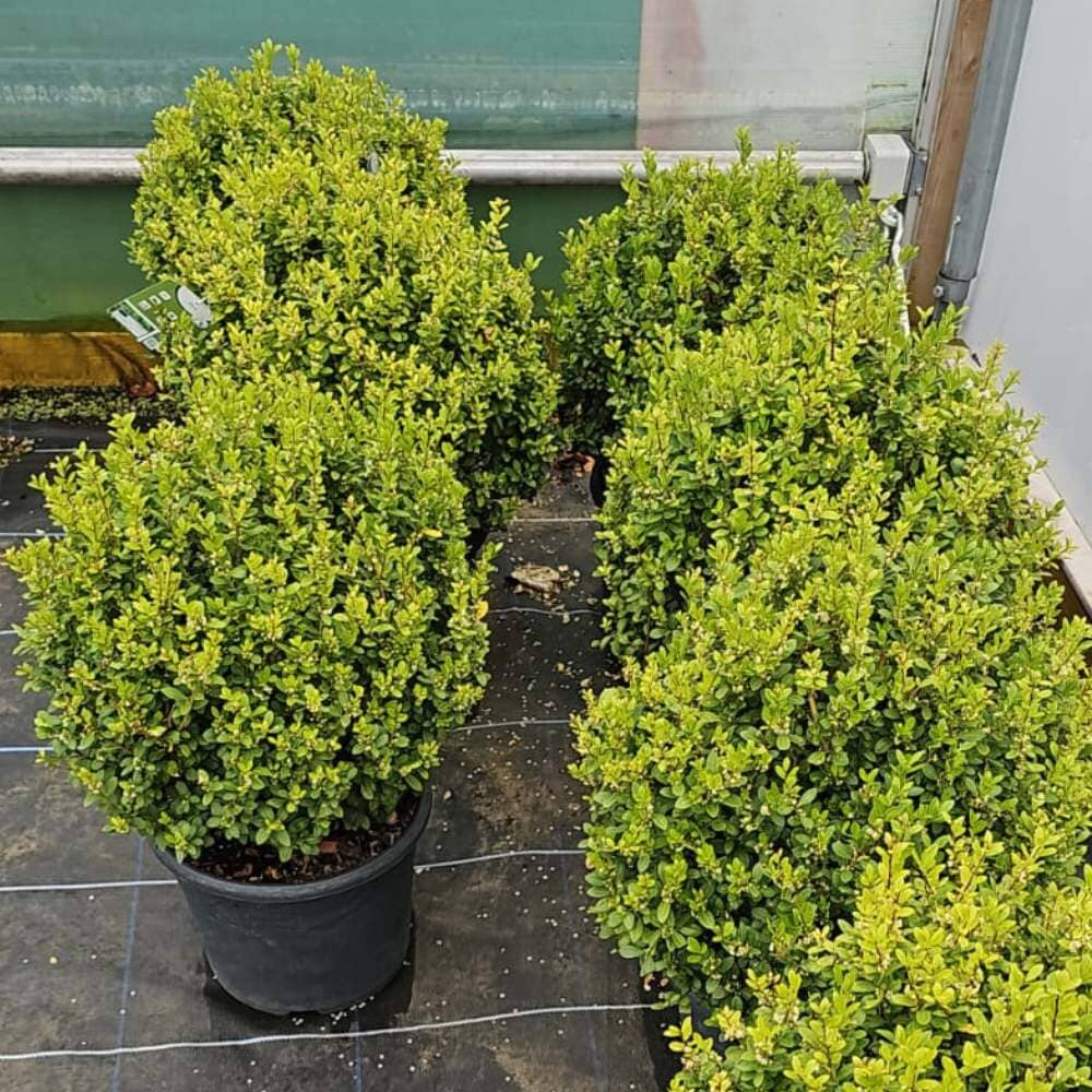Ilex crenata (Japanese holly) 40-45cm topiary ball 12L pot grown shrub.
