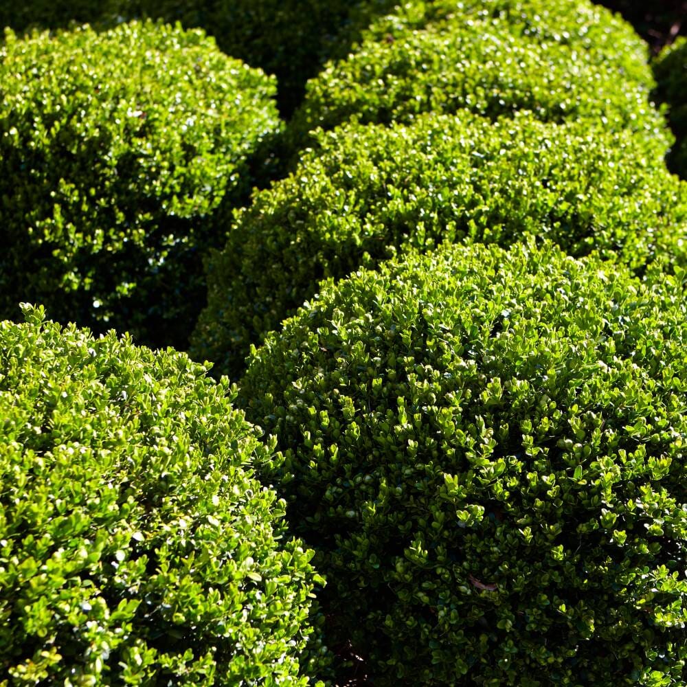 Ilex crenata (Japanese holly) 40-45cm 12L pot grown topiary balls.