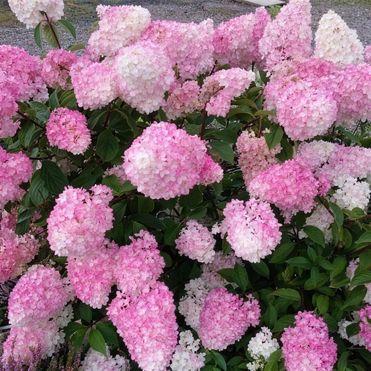 Hydrangea paniculata 'Vanille Fraise' 2-3L pot shrub.