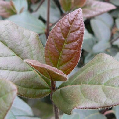 Viburnum tinus 'Purpureum' (laurustinus) pot grown evergreen shrub.