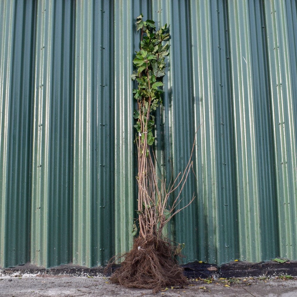 Viburnum opulus (Guelder Rose) 100/125cm bare root plant.