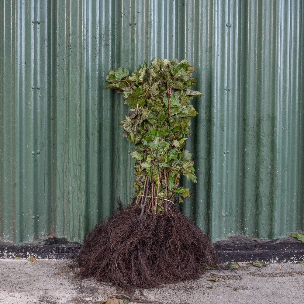 Viburnum opulus (Guelder Rose) 40/60cm bare root.